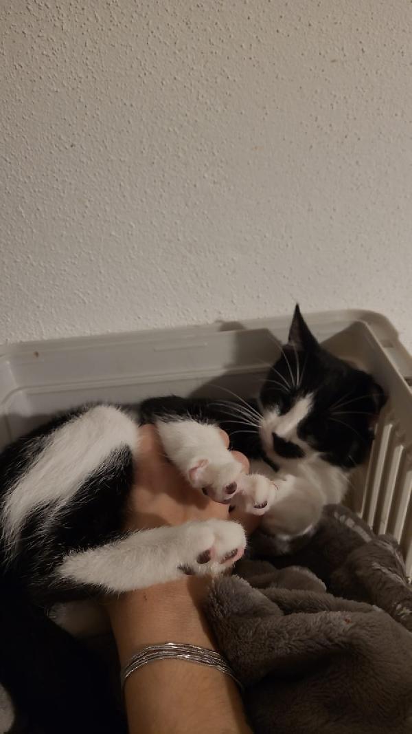 Martino Il Micio Baffettino Di 5 Mesi 